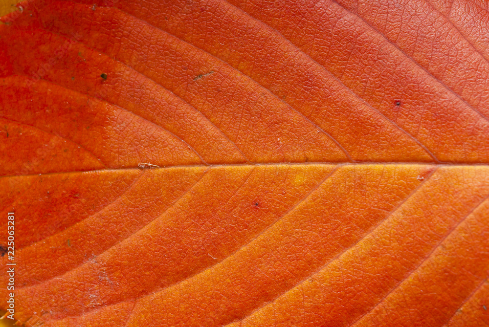 Obraz premium Autumn leaves