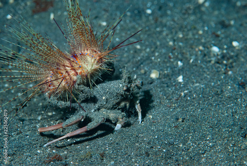 Sea Urchin Carrying Crab Dorippe frascone