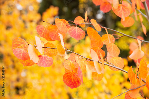autumn aspen leaves on tree