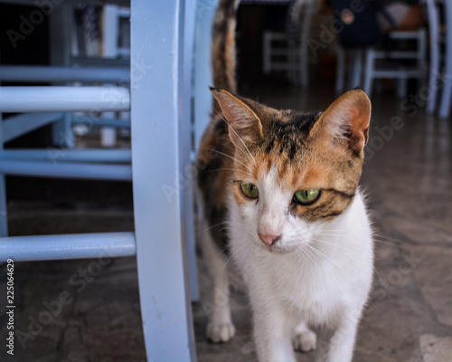 Small hungry cat looks for food
