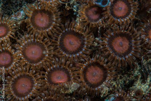 Coral Polyps