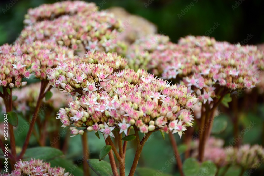 Stonecrop prominent sedum in the garden closeup. Stonecrop prominent sedum in the garden closeup.