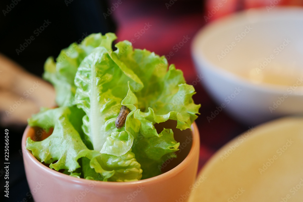 Worm on baby green cos lettuce salad in restaurant. Worm on baby green cos lettuce salad in restaurant.