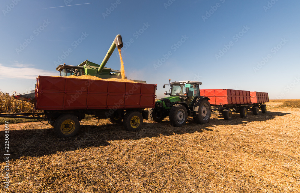 Fototapeta premium Pouring corn grain into tractor trailer after harvest