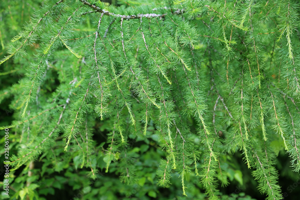 Larch tree branch Larch tree branch