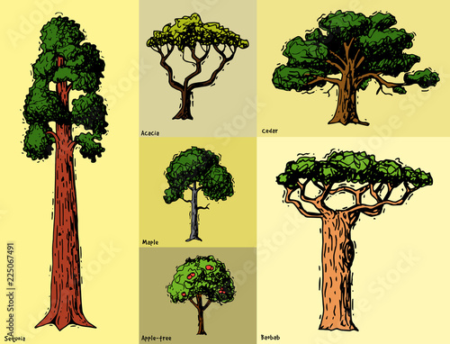 Vector tree sketch hand drawn style types green forest pine treetops collection of birch, cedar and acacia or greenery garden with palm and sakura illustration background