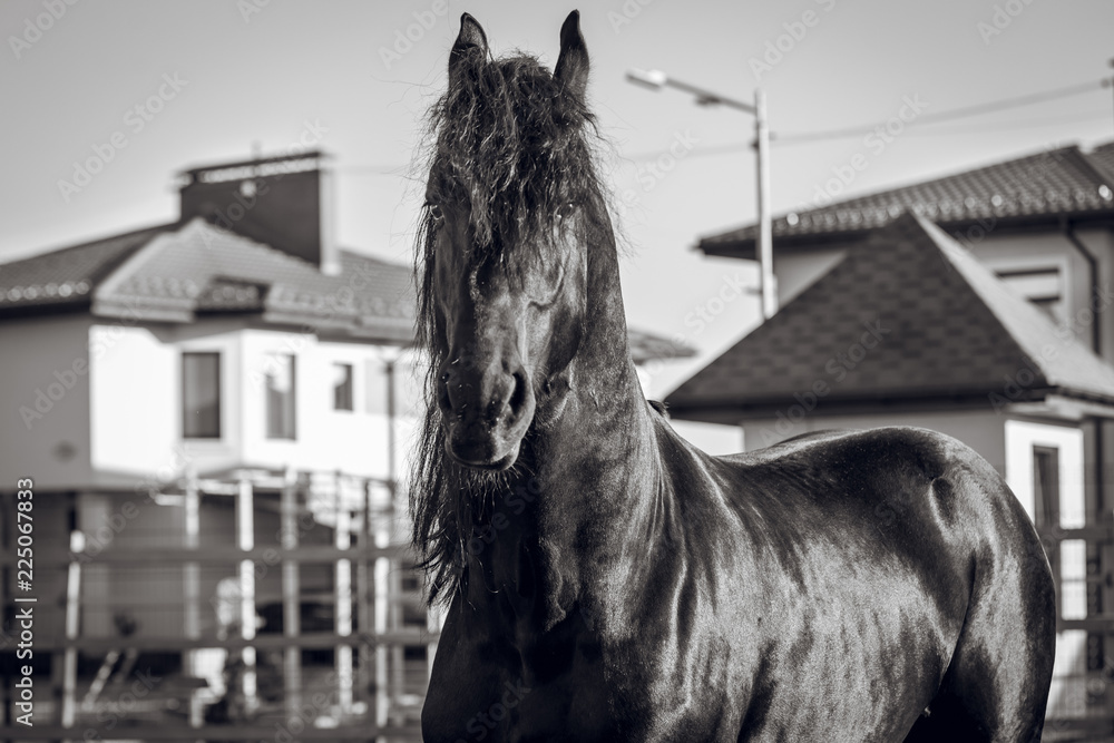 Black and white portrait of a beautiful Frisian stallion Black and white portrait of a beautiful Frisian stallion