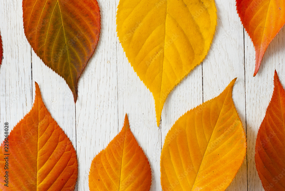 Obraz premium Cherry leaves at fall