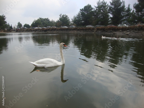 swan on lake