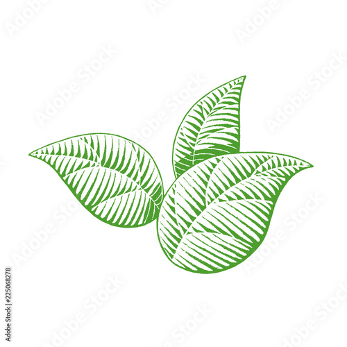 Green Vectorized Ink Sketch of Leaves Illustration