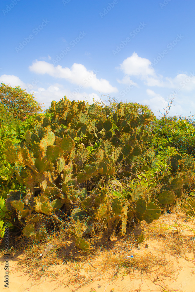 natural cactus on the 