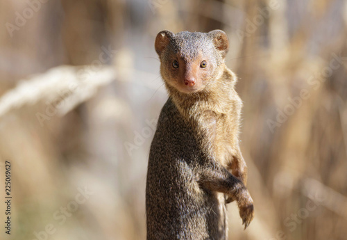 Wallpaper Mural wachsame Zwergmanguste Torontodigital.ca