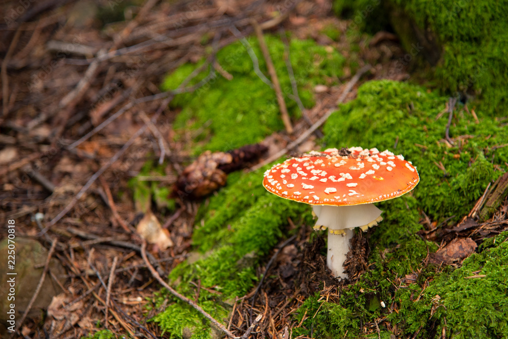 Amanita Muscaria, poisonous mushroom in the forest Amanita Muscaria, poisonous mushroom in the forest