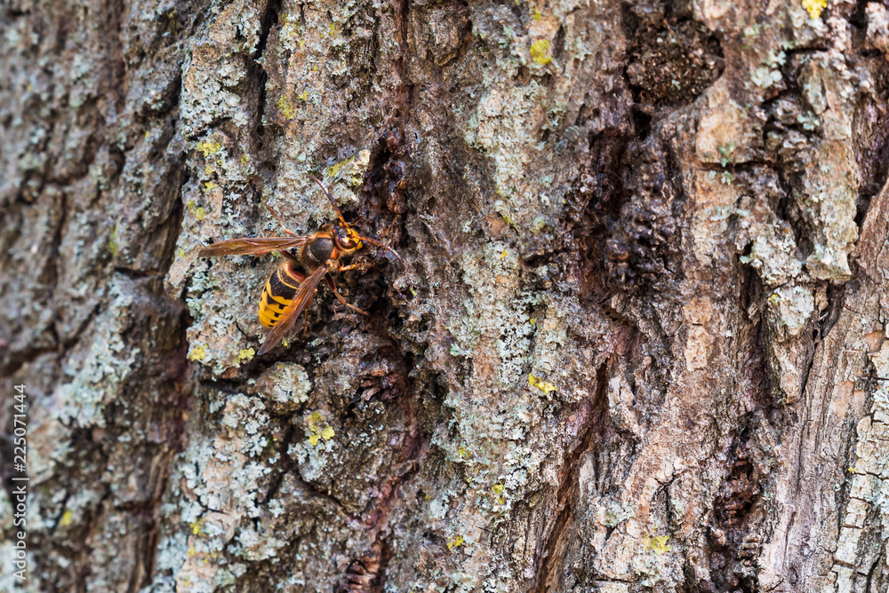 Hornet drinking fresh juice from the bark Hornet drinking fresh juice from the bark