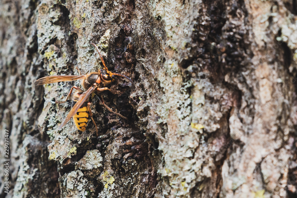 Hornet drinking fresh juice from the bark Hornet drinking fresh juice from the bark