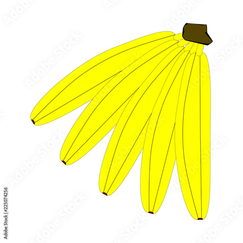 Bananas vector illustration