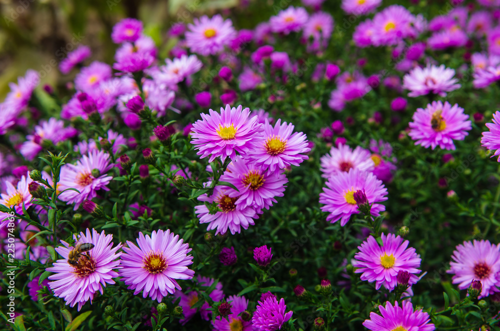 American Aster- herbstastern. small violet autumn flowers American Aster- herbstastern. small violet autumn flowers
