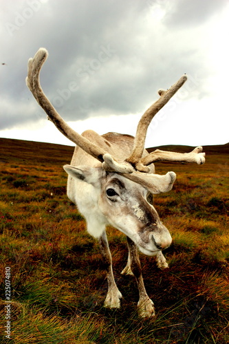 curious white reindeer