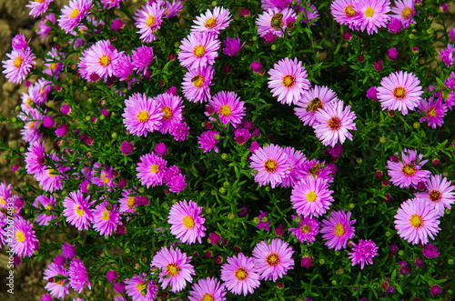 American Aster- herbstastern. small violet autumn flowers © Anna