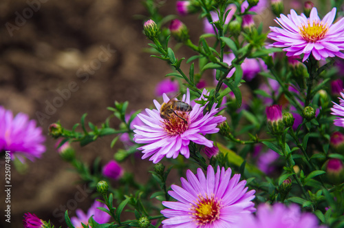 Closeup of American Aster- herbstastern. a bee on small violet autumn flowers 