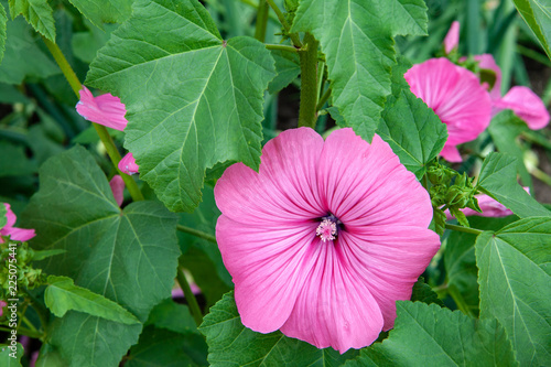 Petunia flower pink