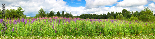 Beautiful panorama with purple wild flowers in a rural location