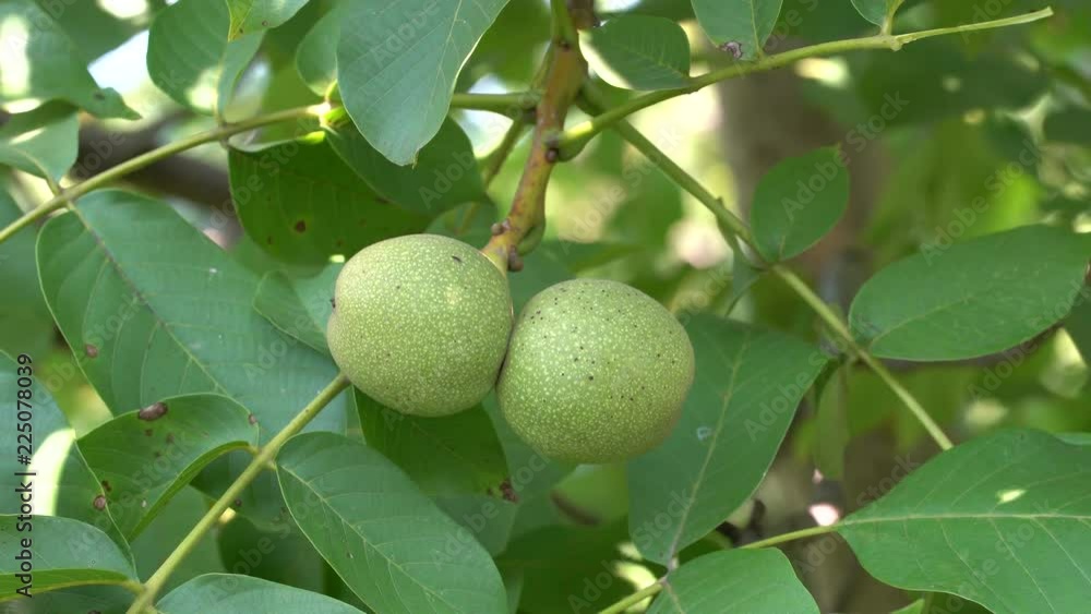 Walnut in the peel on branch. Green walnuts on the tree branch in garden. Walnuts on the branch. Nuts on the tree. Unripe walnuts Walnut in the peel on branch. Green walnuts on the tree branch in garden. Walnuts on the branch. Nuts on the tree. Unripe walnuts