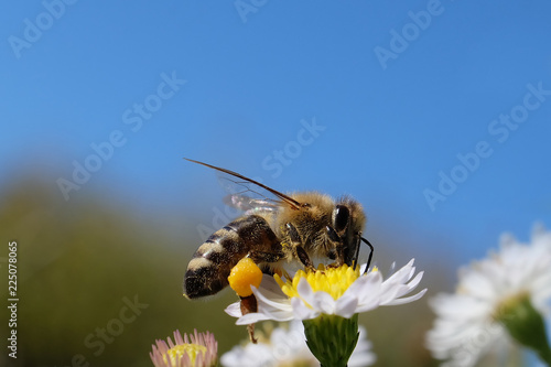 Biene mit gelbem Höschen auf Blüte einer Aster und blauer Himmel im Hintergrund Ende September 2018 - Stockfoto © Westwind
