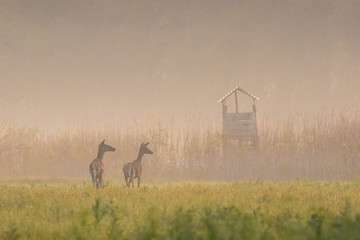 Fotobehang Ree Jachthut en reeën in herfst  © Geza Farkas