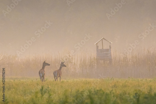 Obraz na plátně Hunting Blind and two hind in automn