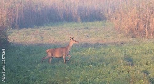 Red Deer Hind, Cervus elaphus in the autumn