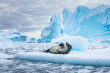 Poster Antarctica Krabbenetende zeehond op drijvend pakijs  © NicoElNino