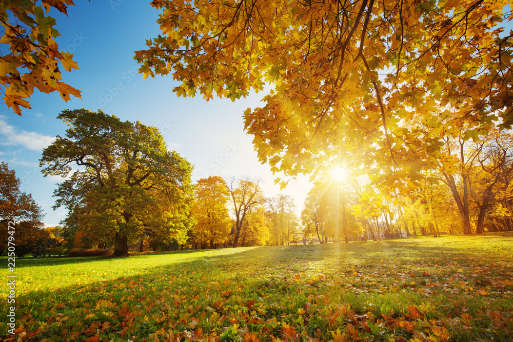 Naklejka premium drzewa z wielobarwnymi liśćmi na trawie w parku. Liście klonu w słoneczną jesień. Światło słoneczne wczesnym rankiem w lesie