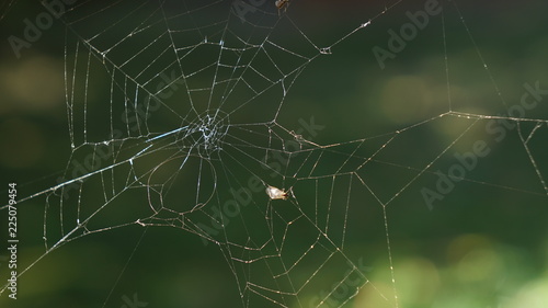natura pająk pajęczyna
