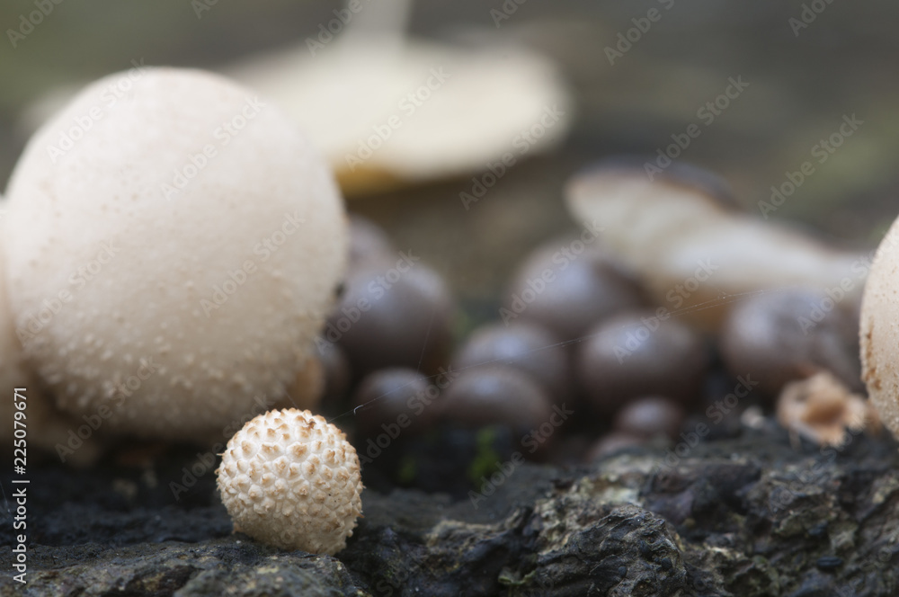 Puffball mushrooms on a stump