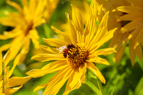 Maximilian Sunflowers (Helianthus maximiliani) with bee collecting pollen photo