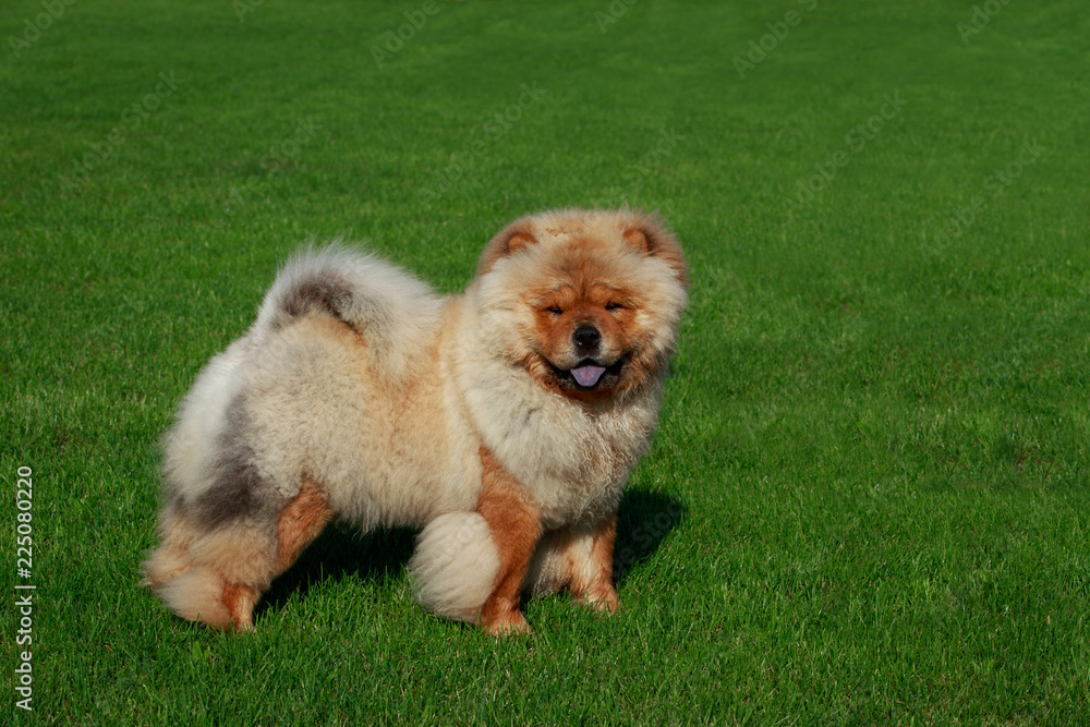 Dog breed chow chow Dog breed chow chow