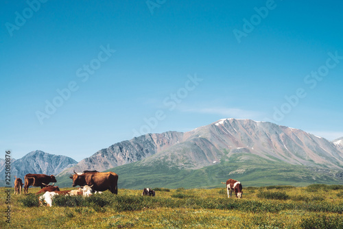 Cows graze in grassland in valley against wonderful giant mountains in sunny day. Agriculture, animal husbandry in highlands. Amazing sunny mountain landscape under blue clear sky.