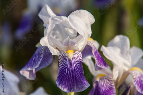 Fototapeta Naklejka Na Ścianę i Meble -  Allassac (Corrèze - France) - Iris