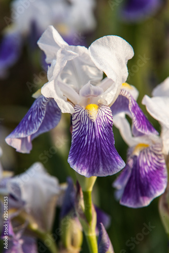 Fototapeta Naklejka Na Ścianę i Meble -  Allassac (Corrèze - France) - Iris