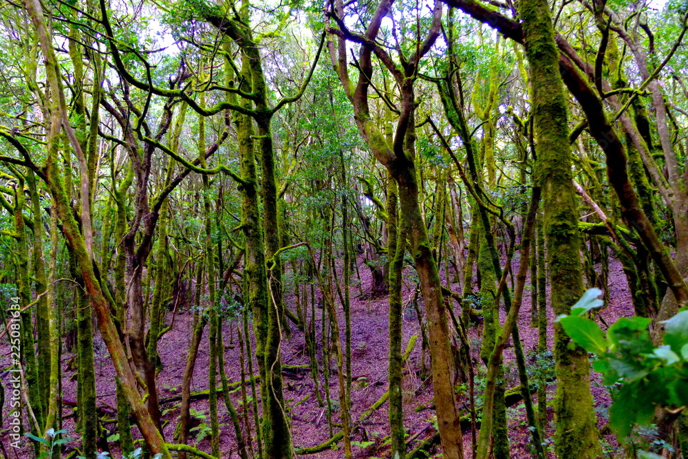 Fototapeta premium flowers in the forest