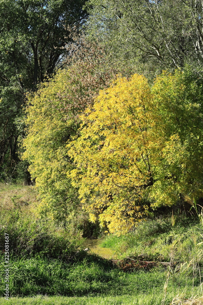 Fototapeta premium Herbst in den Wäldern bei Wien