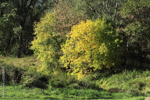 Herbstwald bei Wien