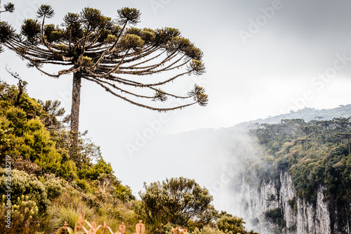 Fotografia A landscape of an araucaria tree surrounded by the morning fog during the winter and on th top of a mountain
