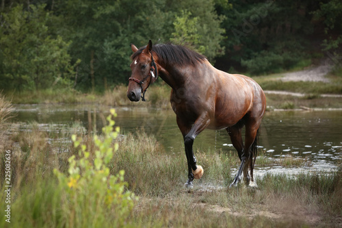 Pferd am See