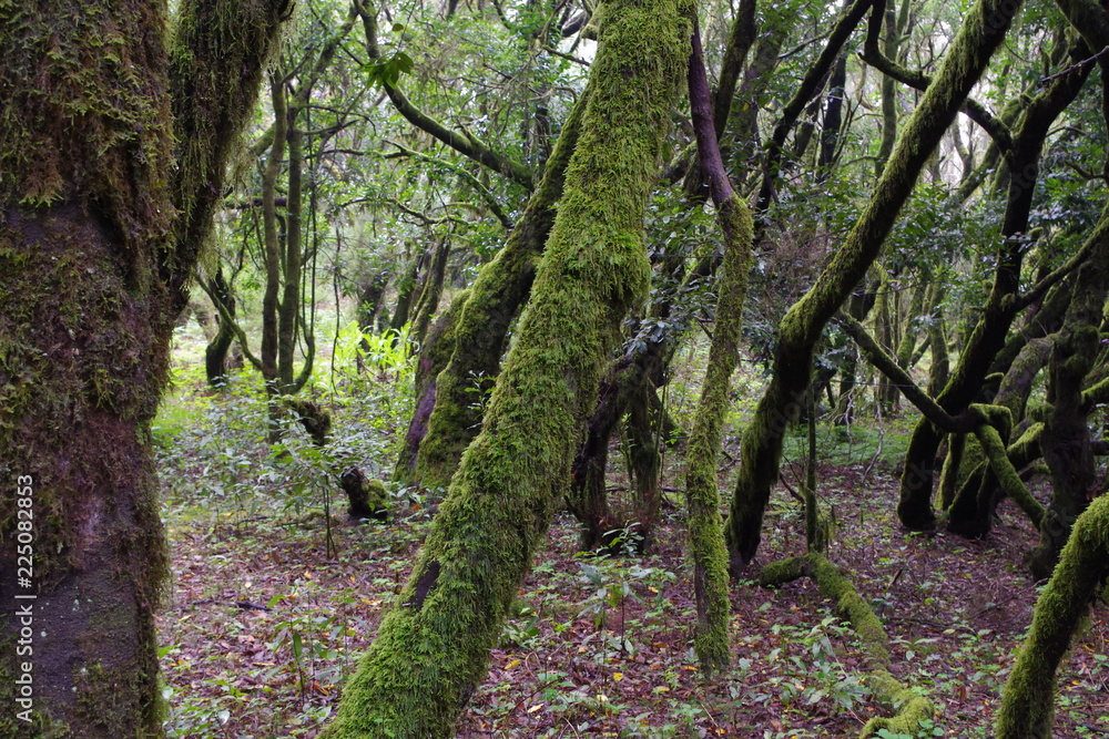 Fototapeta premium tree in the forest in La Gomera