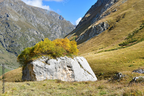 Russia, Arkhyz. large stone with birches growing on it in the valley of the river Kyafar-Agur photo