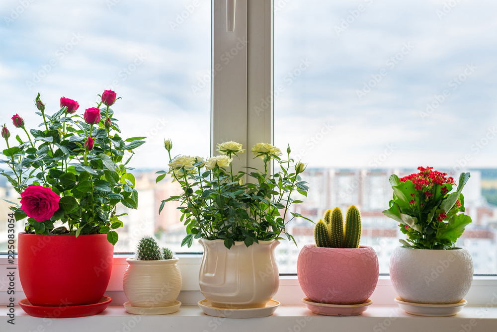roses, cacti and calanchoe stand on windowsill