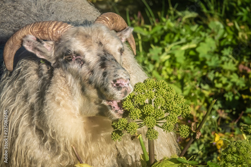 Icelandic sheep muching wild bush near the Emstrur campsite in the Highlands of Iceland along the famous Laugavegur hiking trail. photo