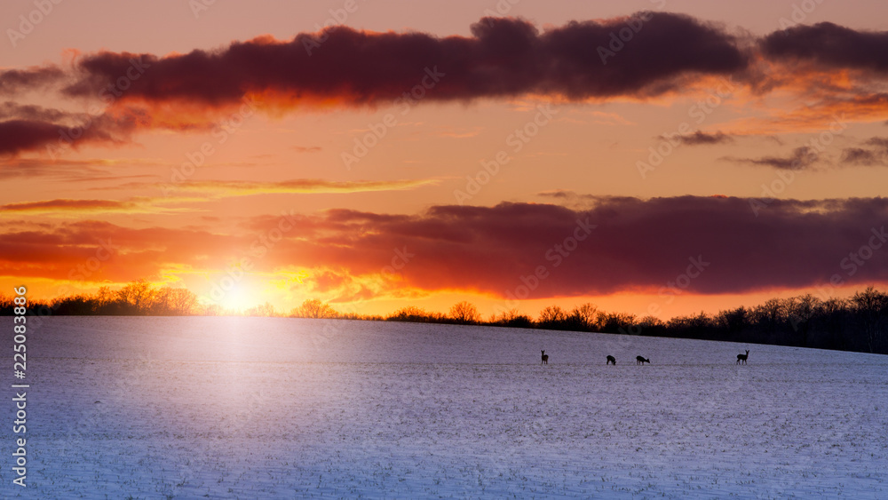 winter landscape with deer on field